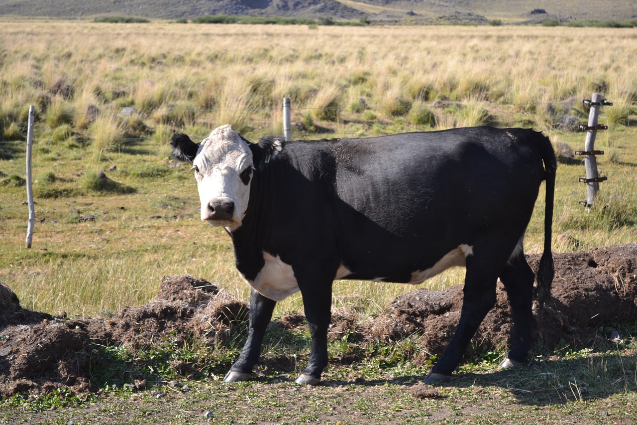 cow animals field free photo