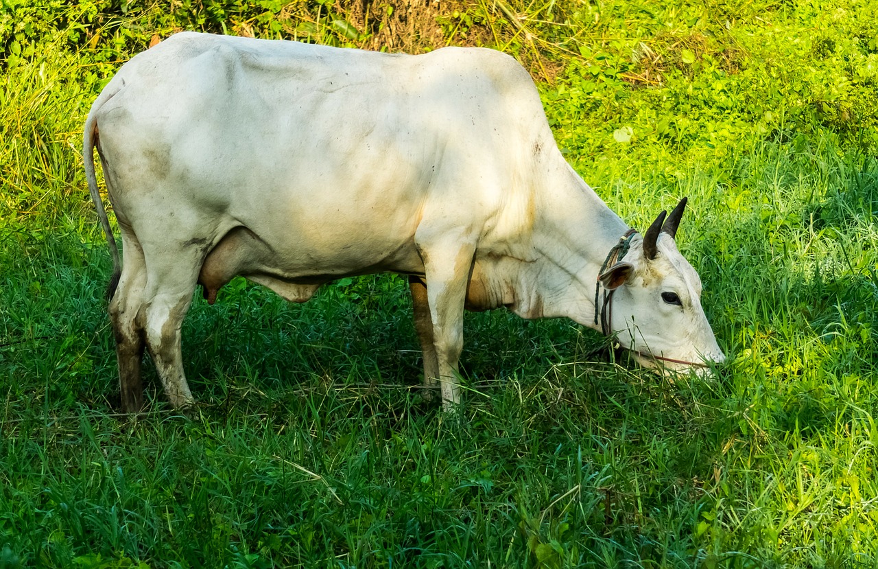 cow milk cow beef free photo