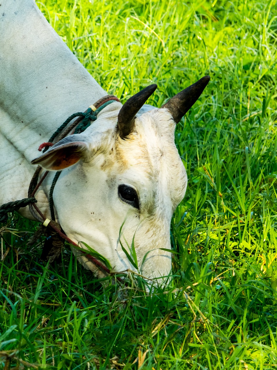 cow milk cow beef free photo