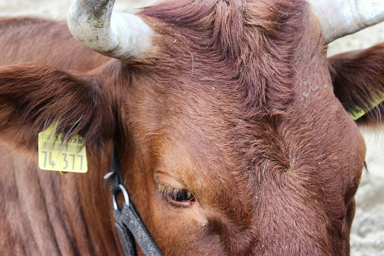 cow livestock farm free photo