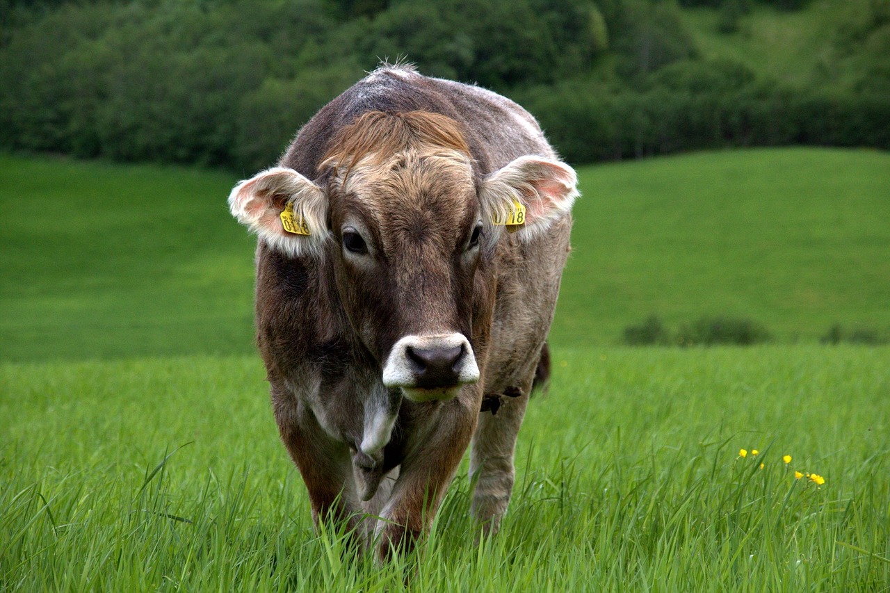 cow grass outdoors free photo