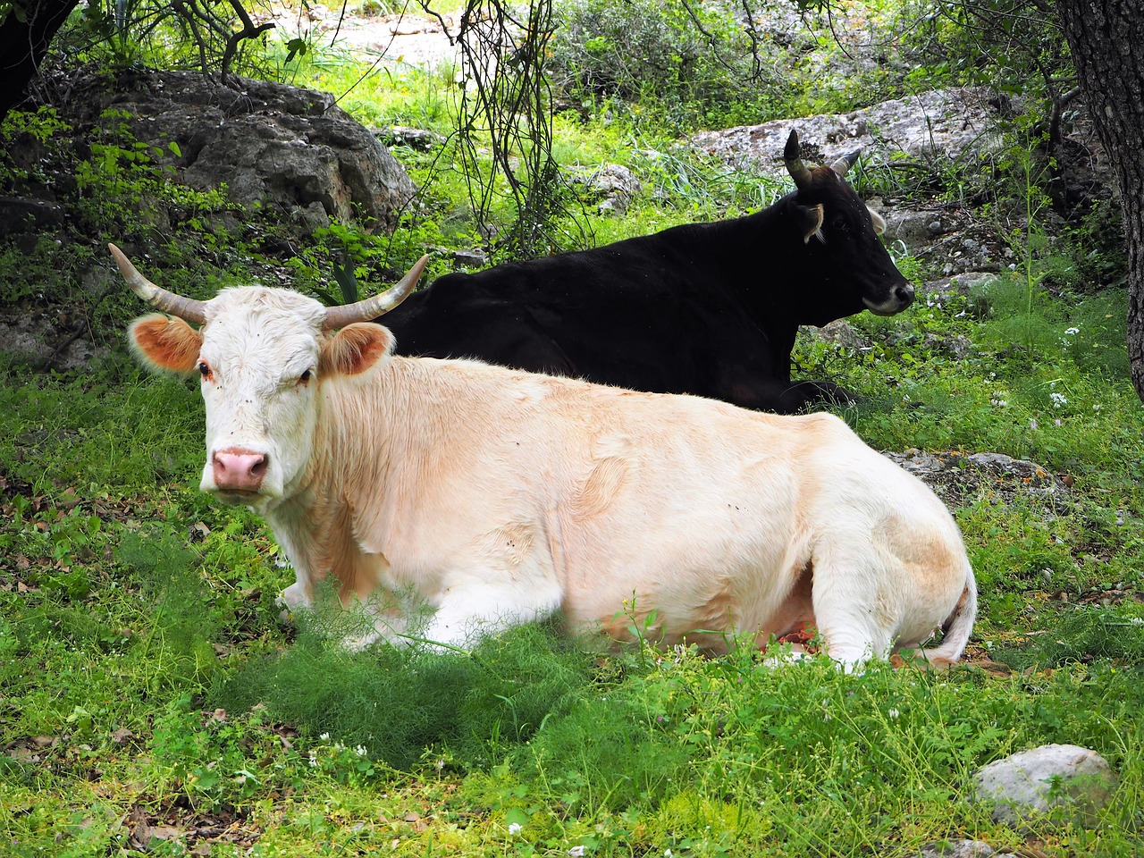 cow cows black free photo