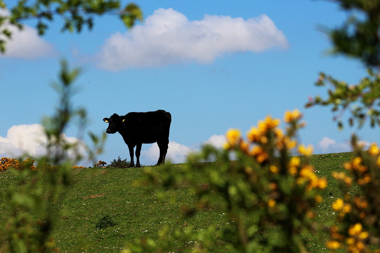 cow country silhouette free photo