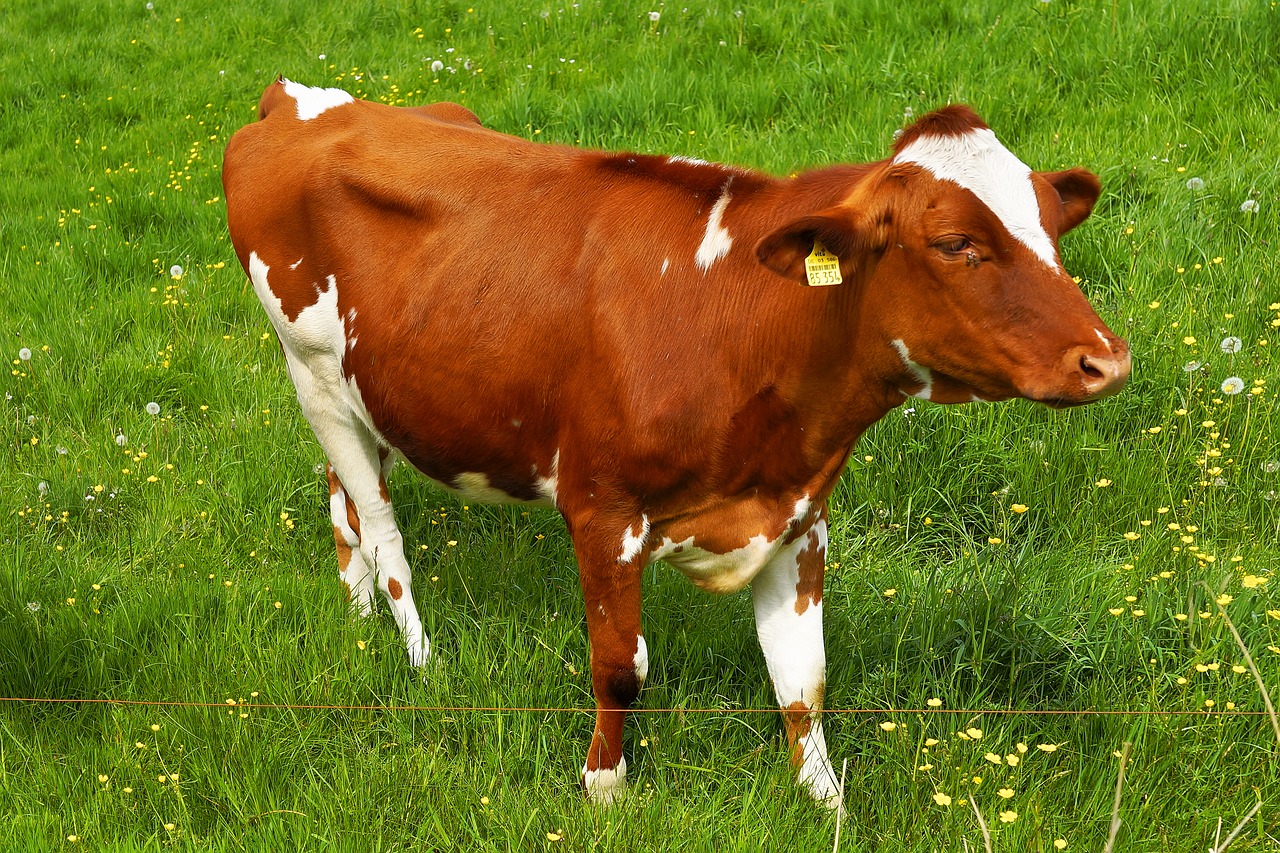 cow curious meadow free photo
