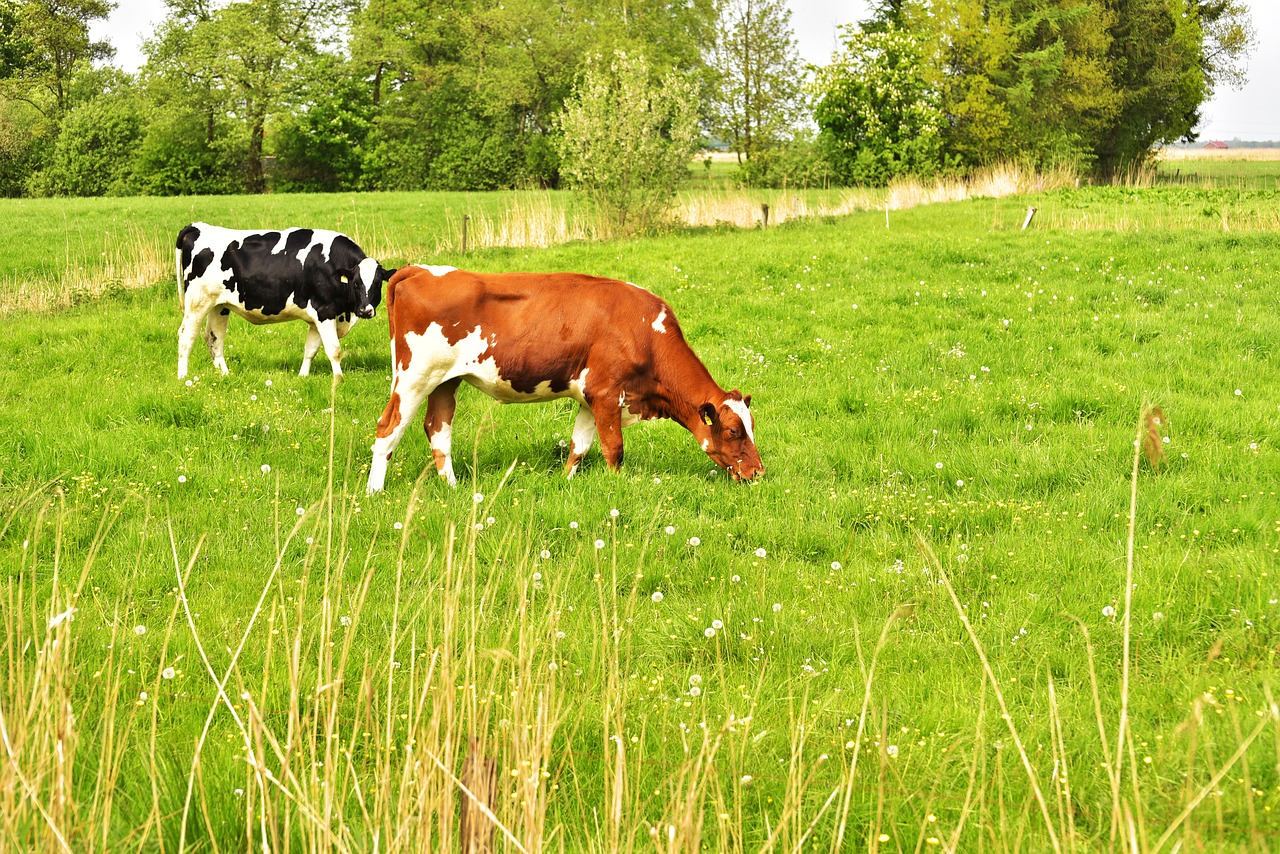 cow pasture eat free photo