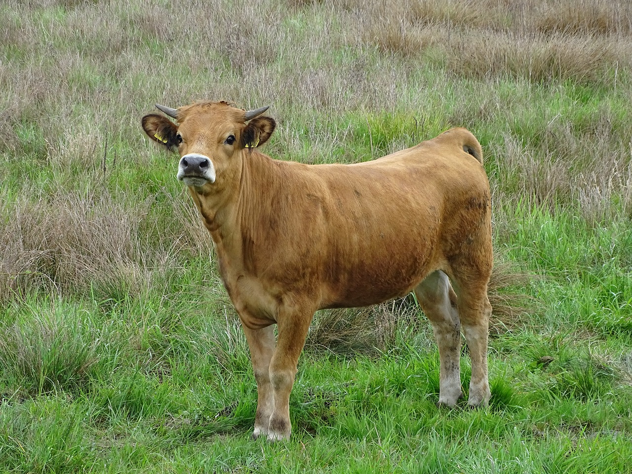 cow grazing beef free photo