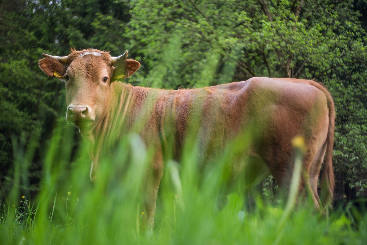 cow pasture grass free photo