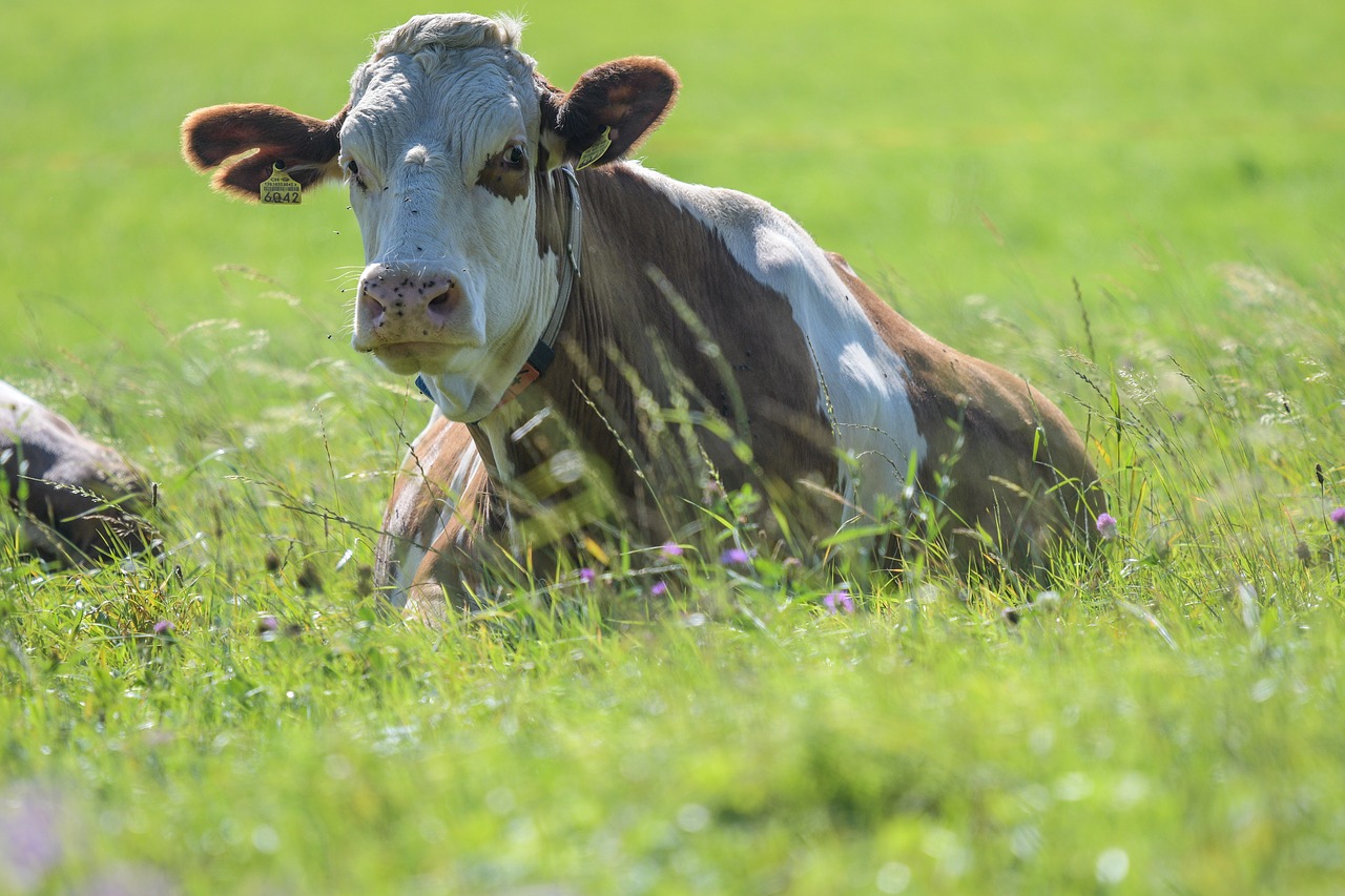 cow pasture cows free photo