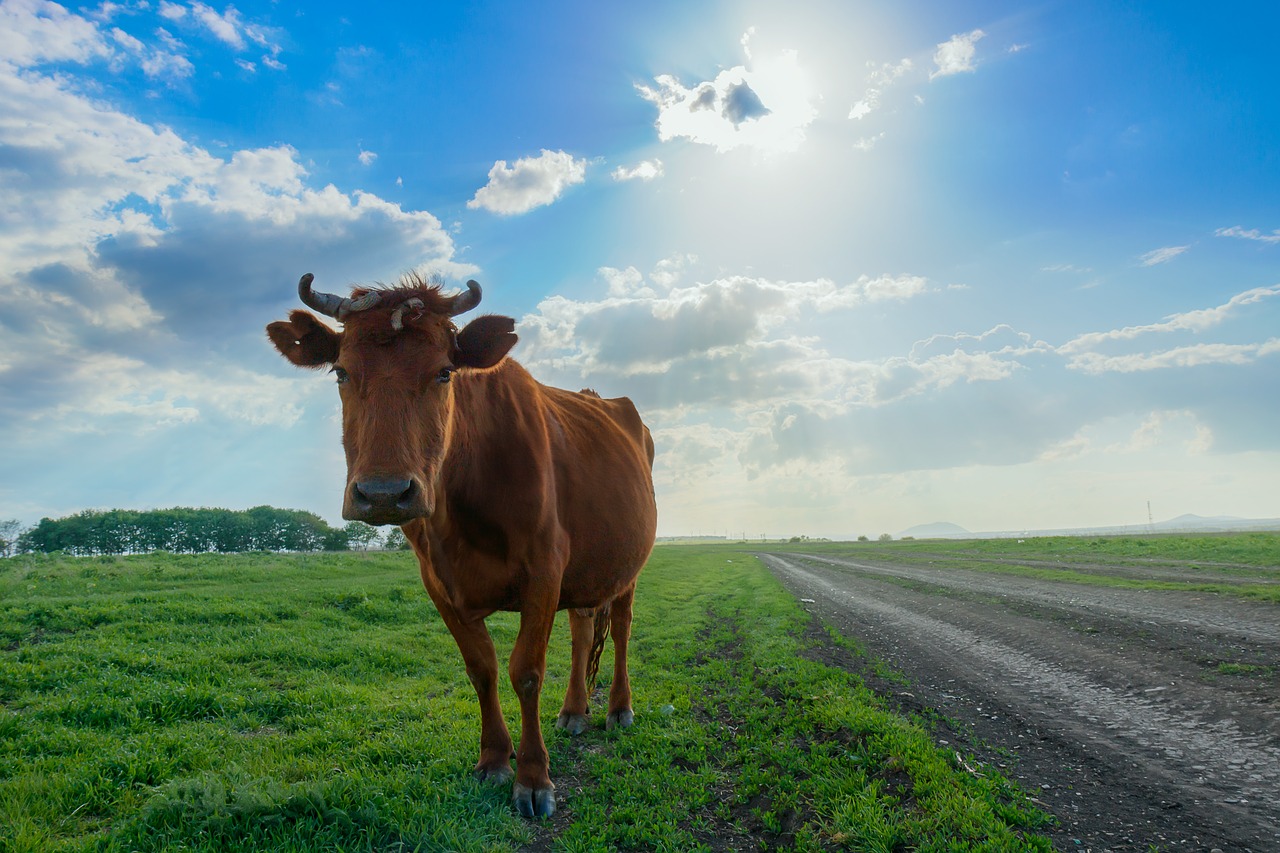 cow animals sky free photo