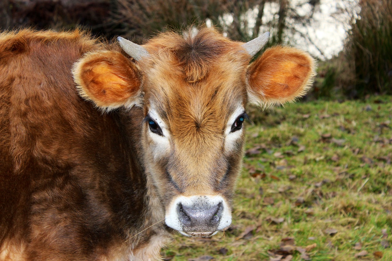 cow bull animal free photo