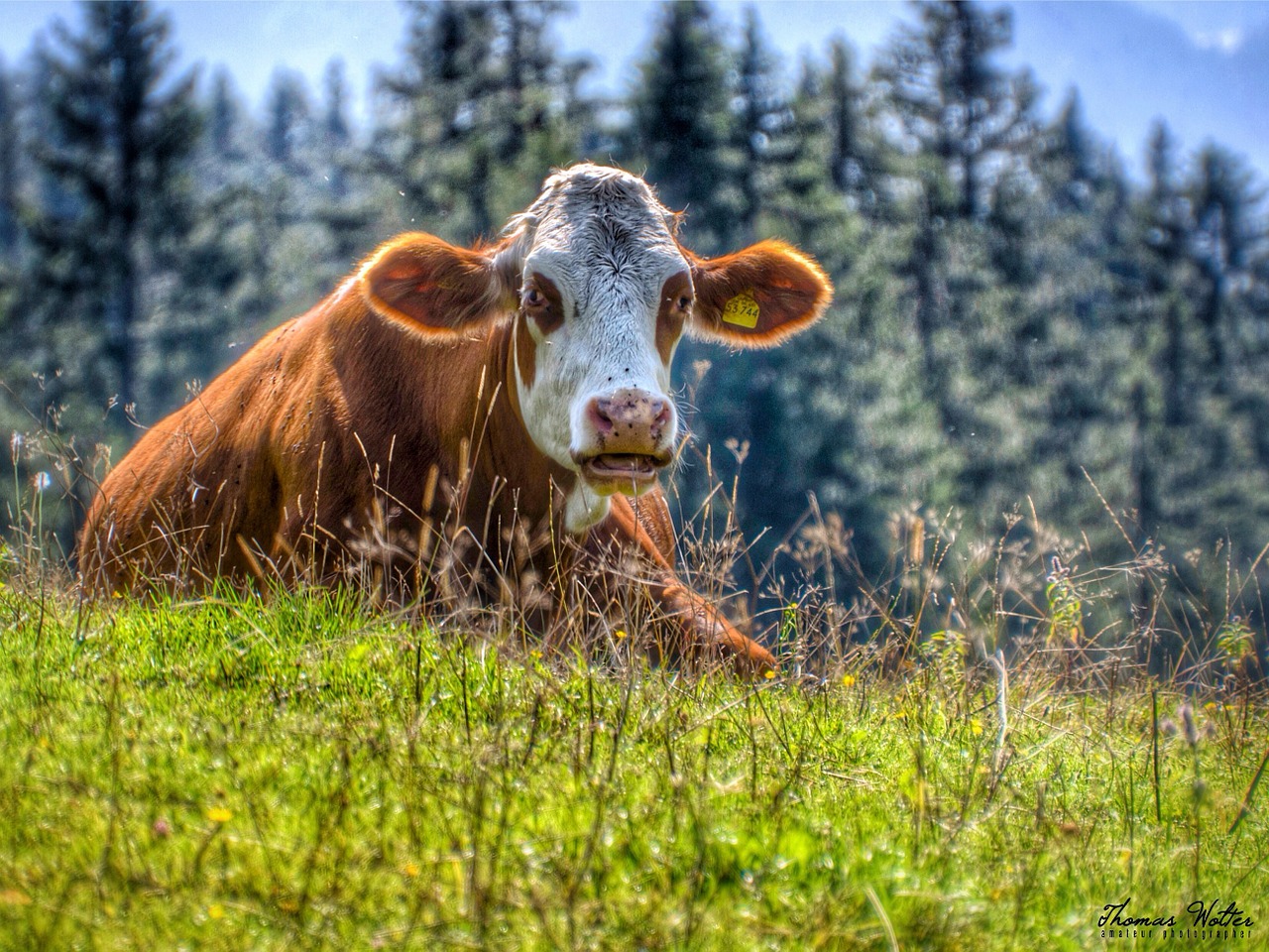 cow cattle mountain meadows free photo