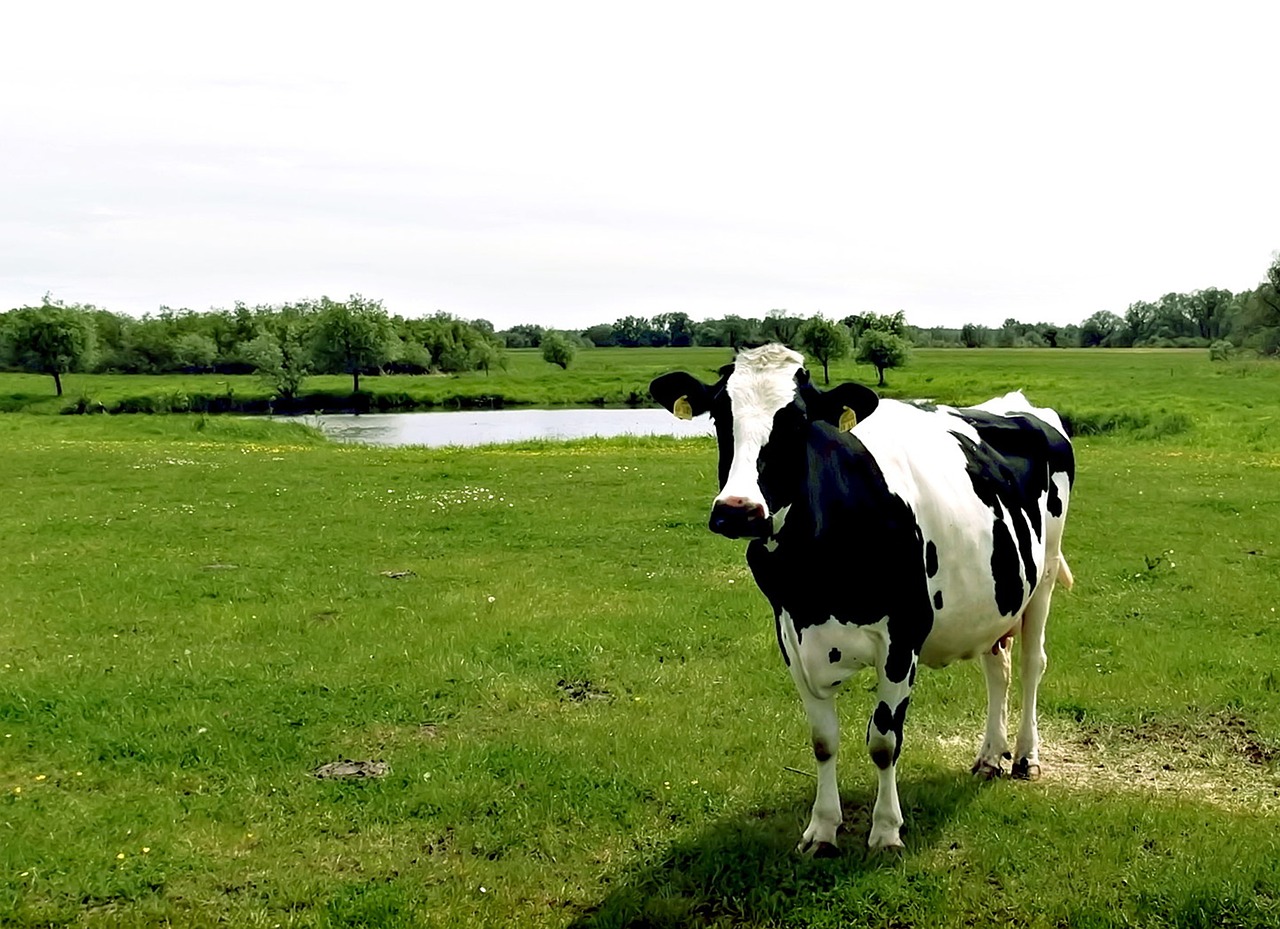 cow black-white livestock free photo