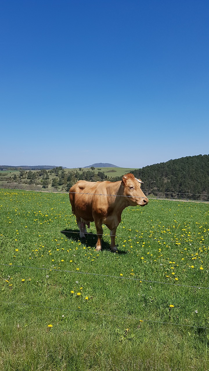 cow pasture cows free photo