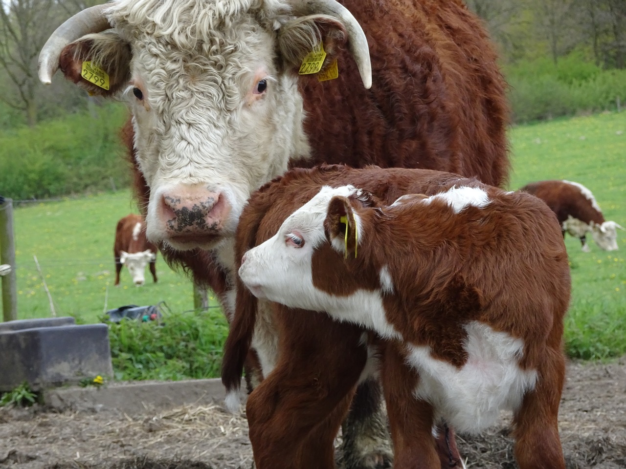 cow foal pasture free photo