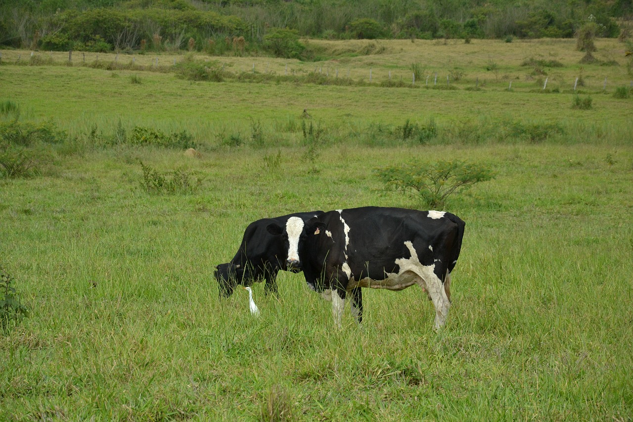 cow farm agriculture free photo