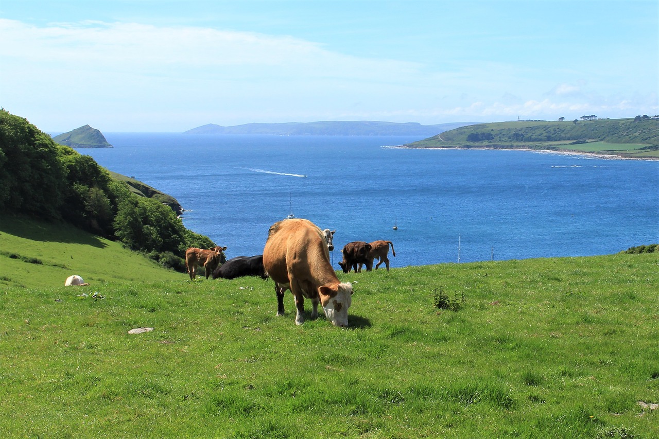 cow coast view free photo