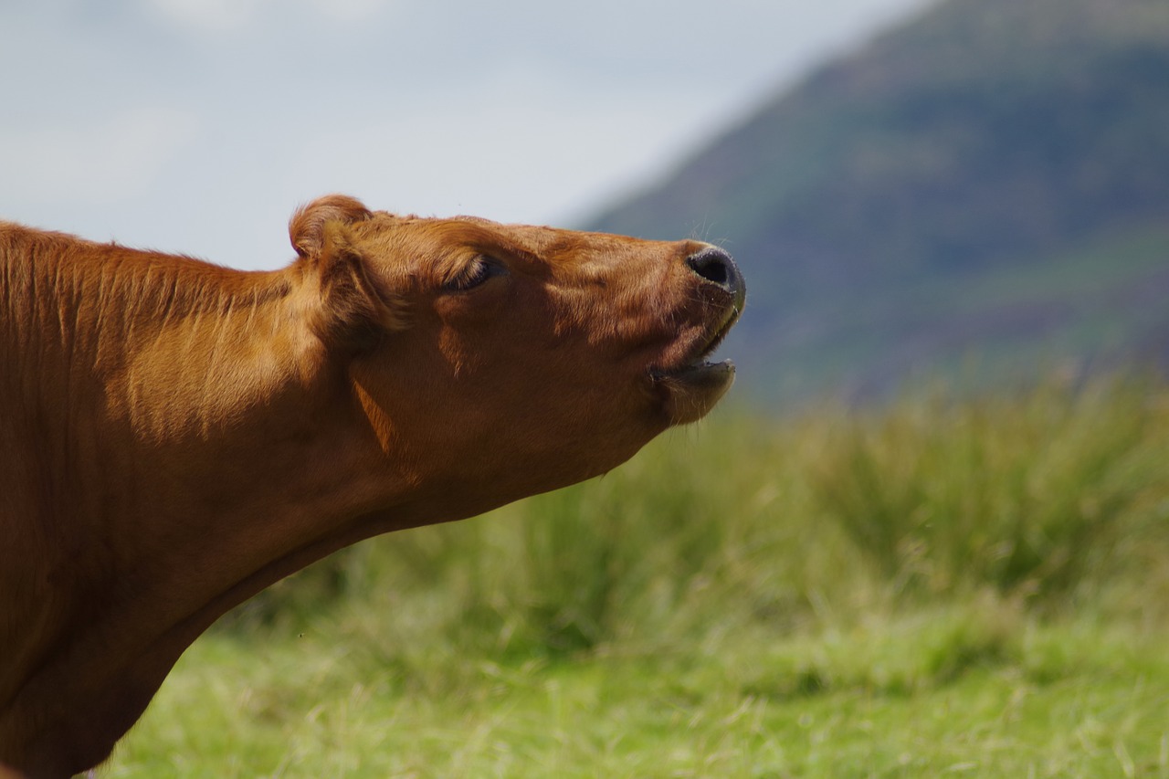 cow noise farming free photo