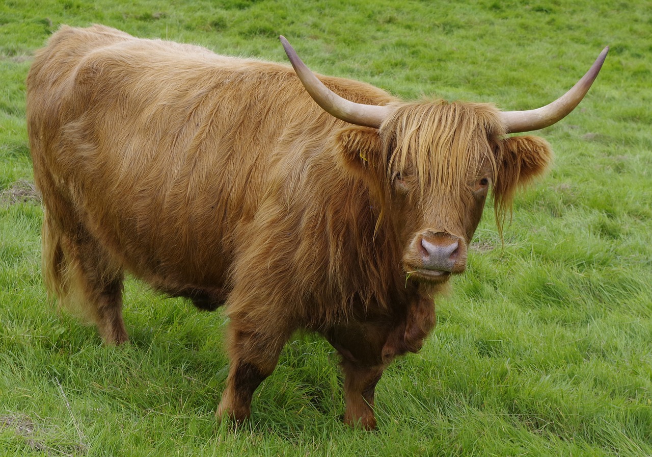 cow long horn farming free photo