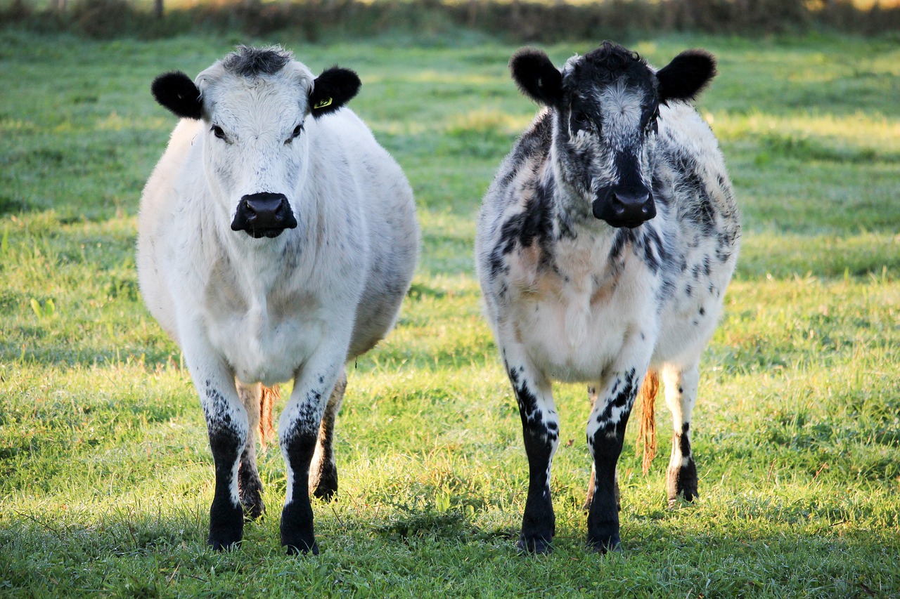 cow nature green free photo