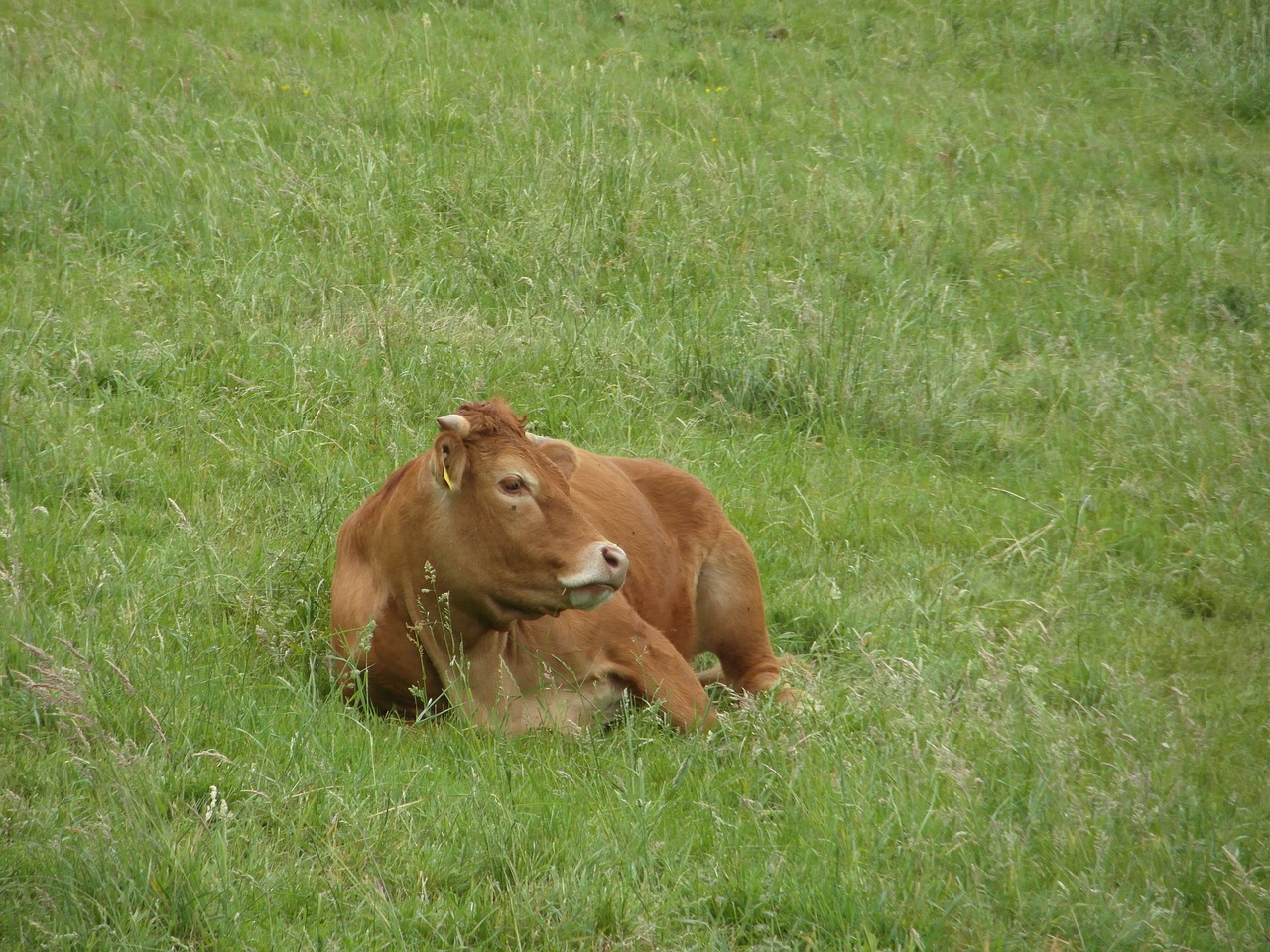 cow beef livestock free photo