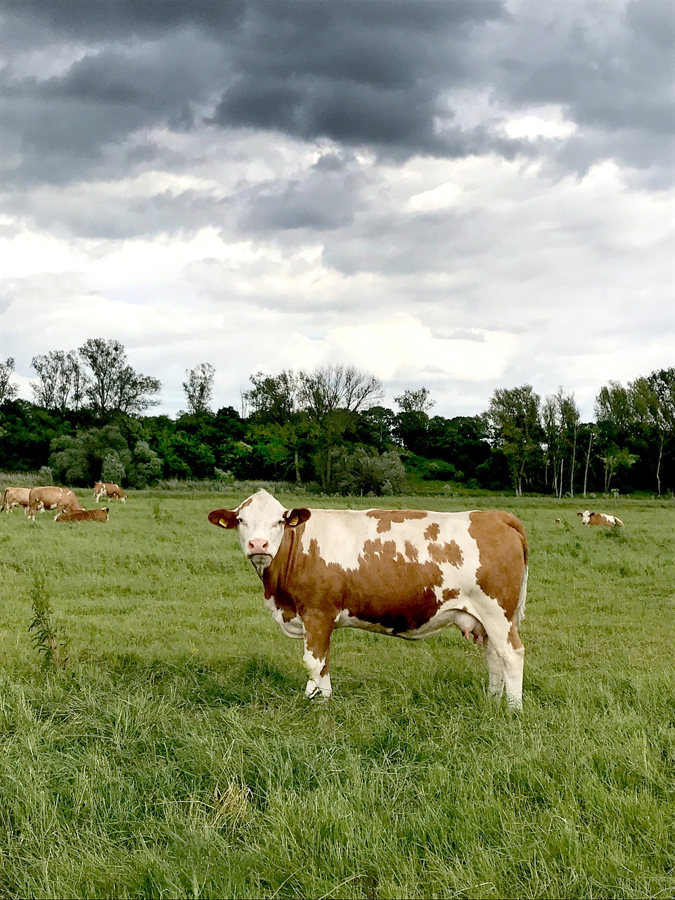 cow pasture sky free photo