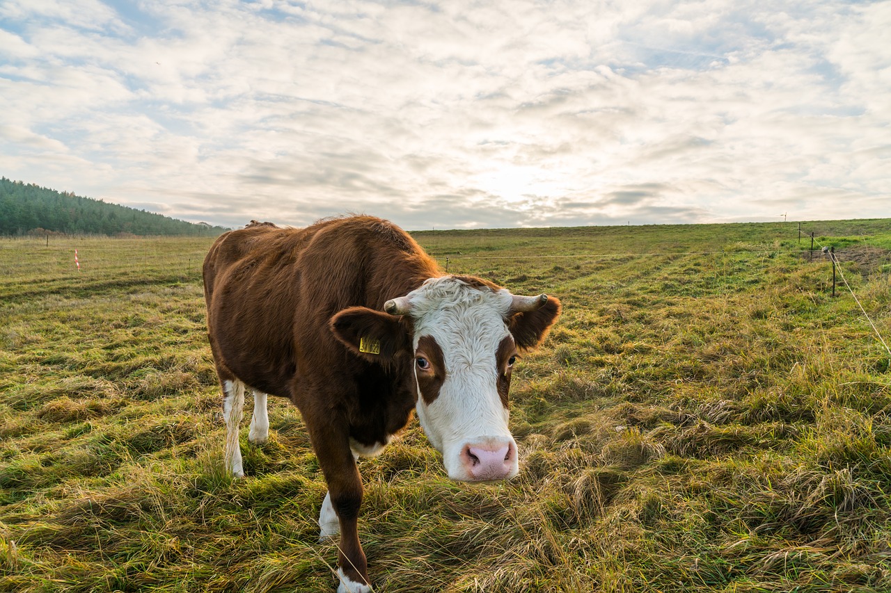 cow pasture beef free photo