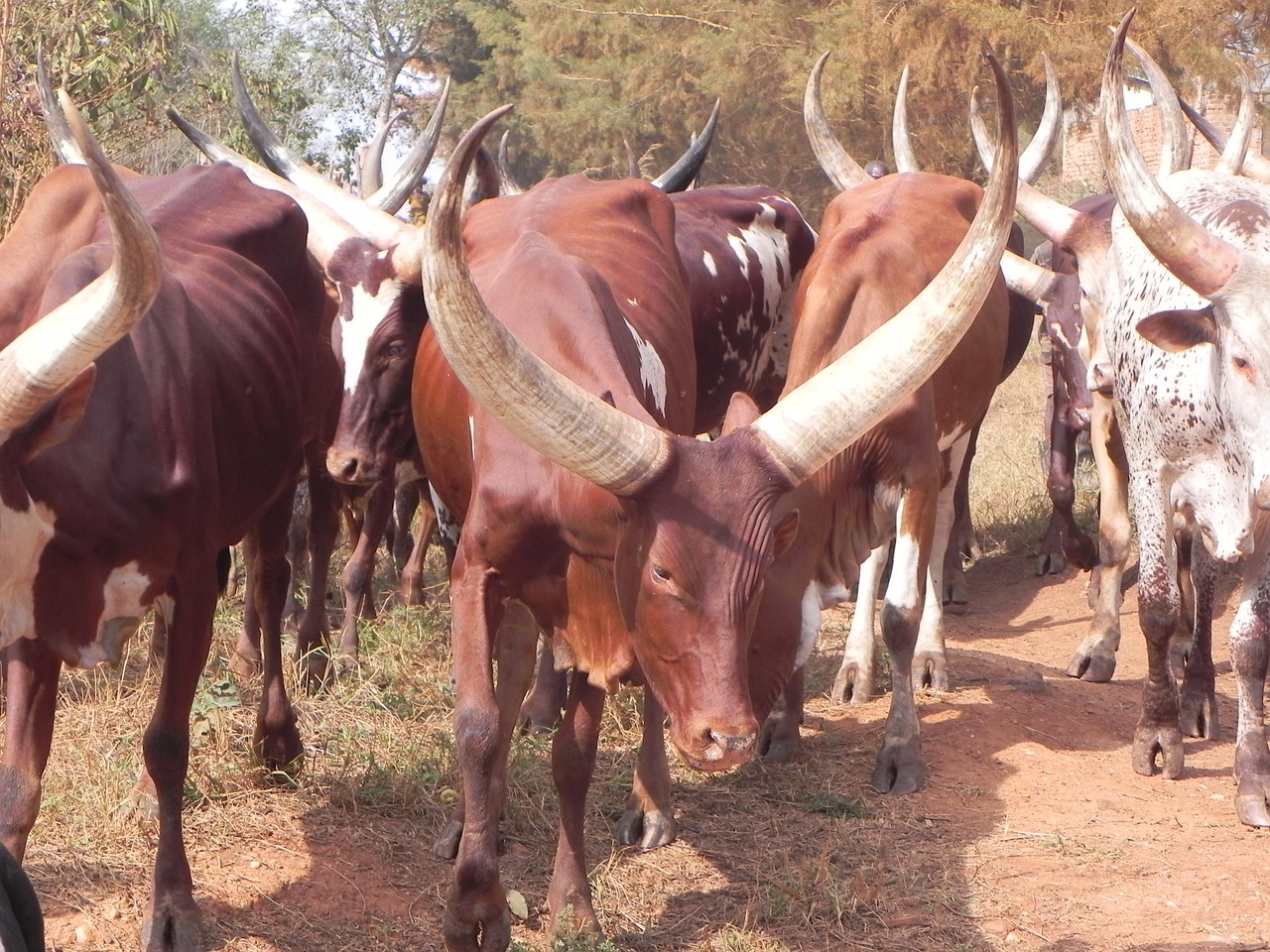 cow long horn uganda free photo