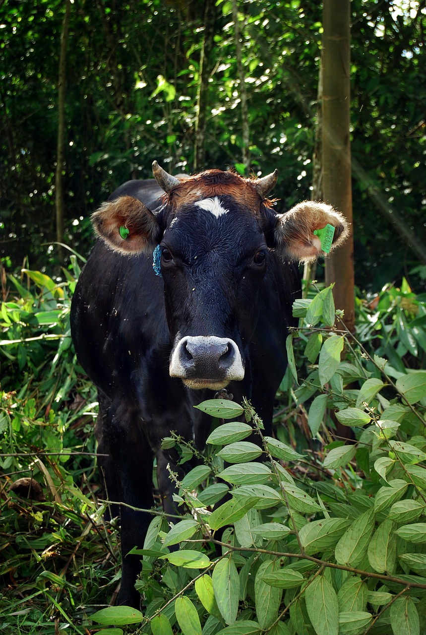 cow toro horns free photo