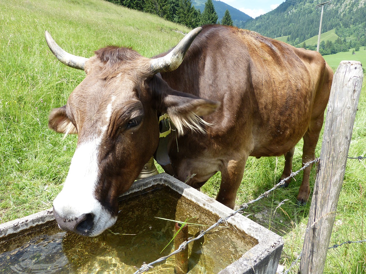 cow cow calf allgäu free photo