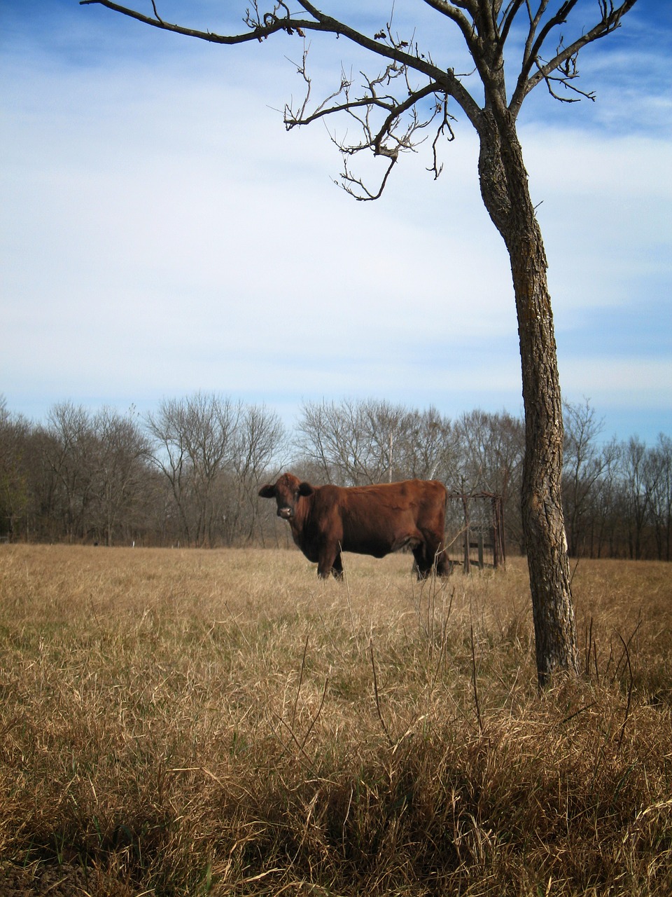 cow cattle farm free photo