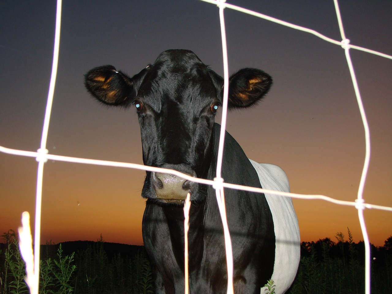 cow night twilight free photo