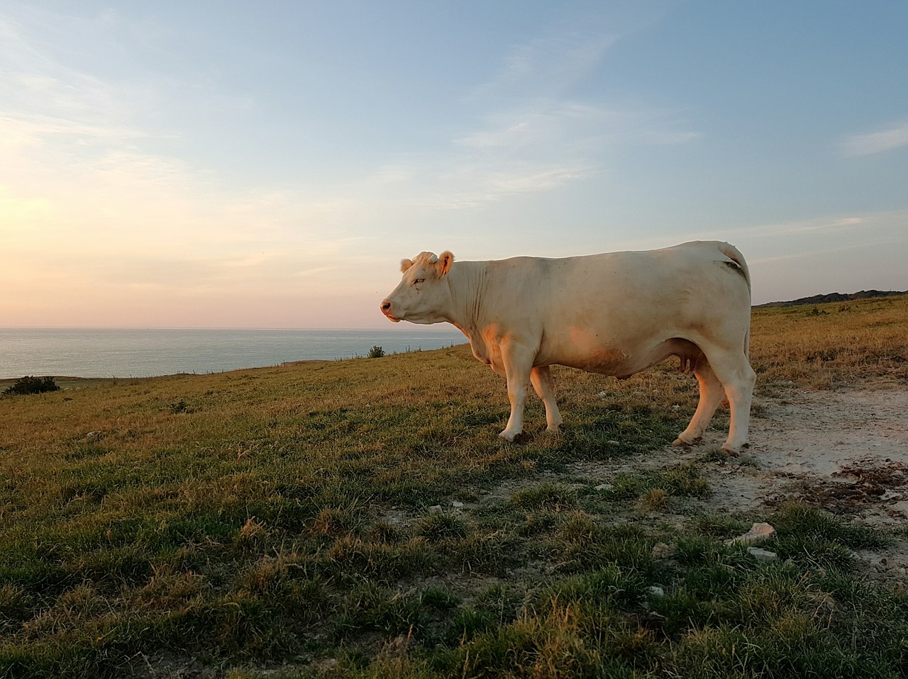 cow beef animal free photo