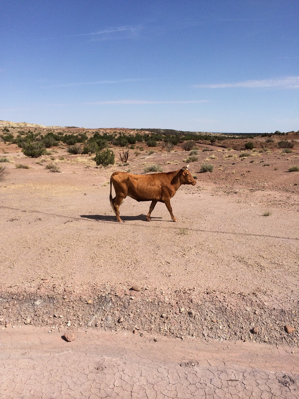 cow cattle desert free photo
