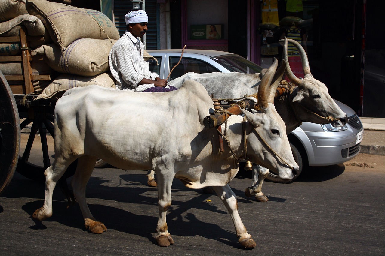 cow indian transport traditional versus modern free photo