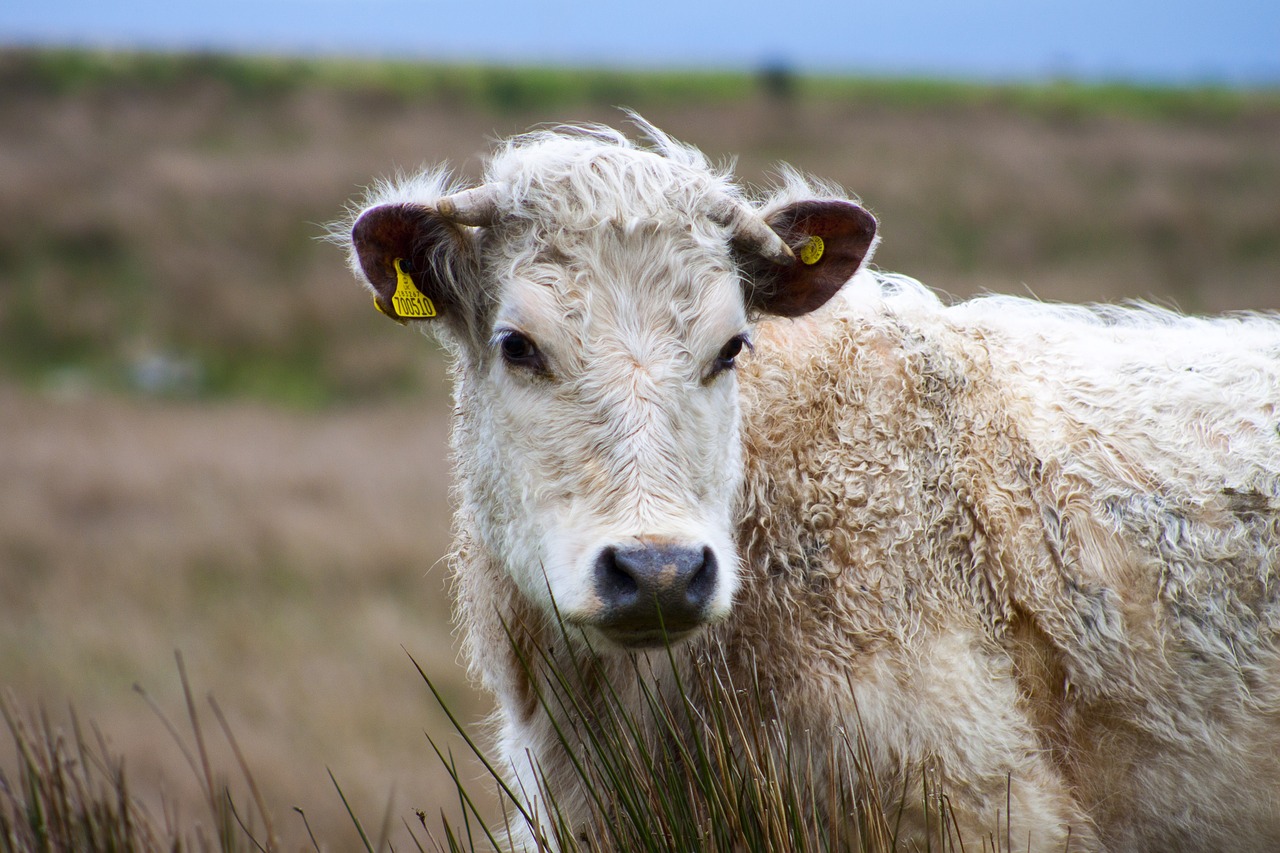 cow moors landscape free photo