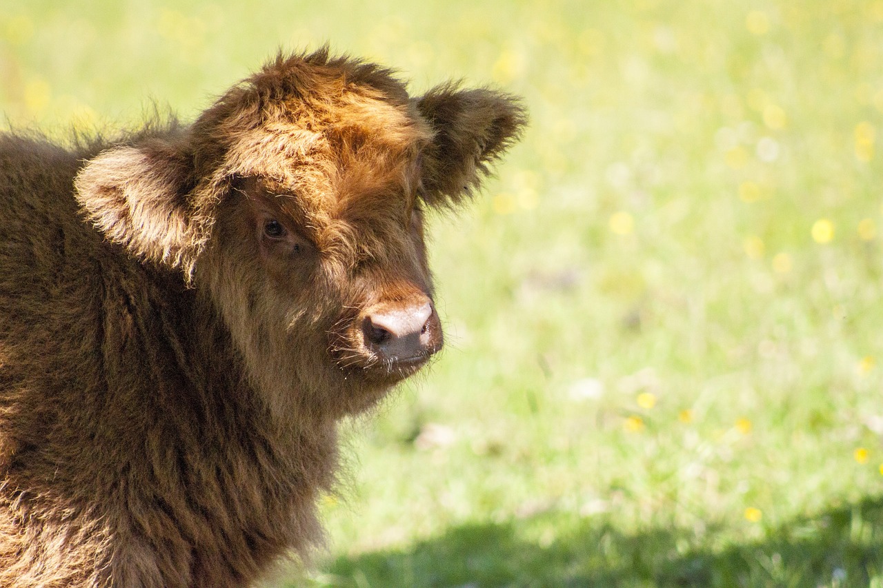 cow nature farm free photo