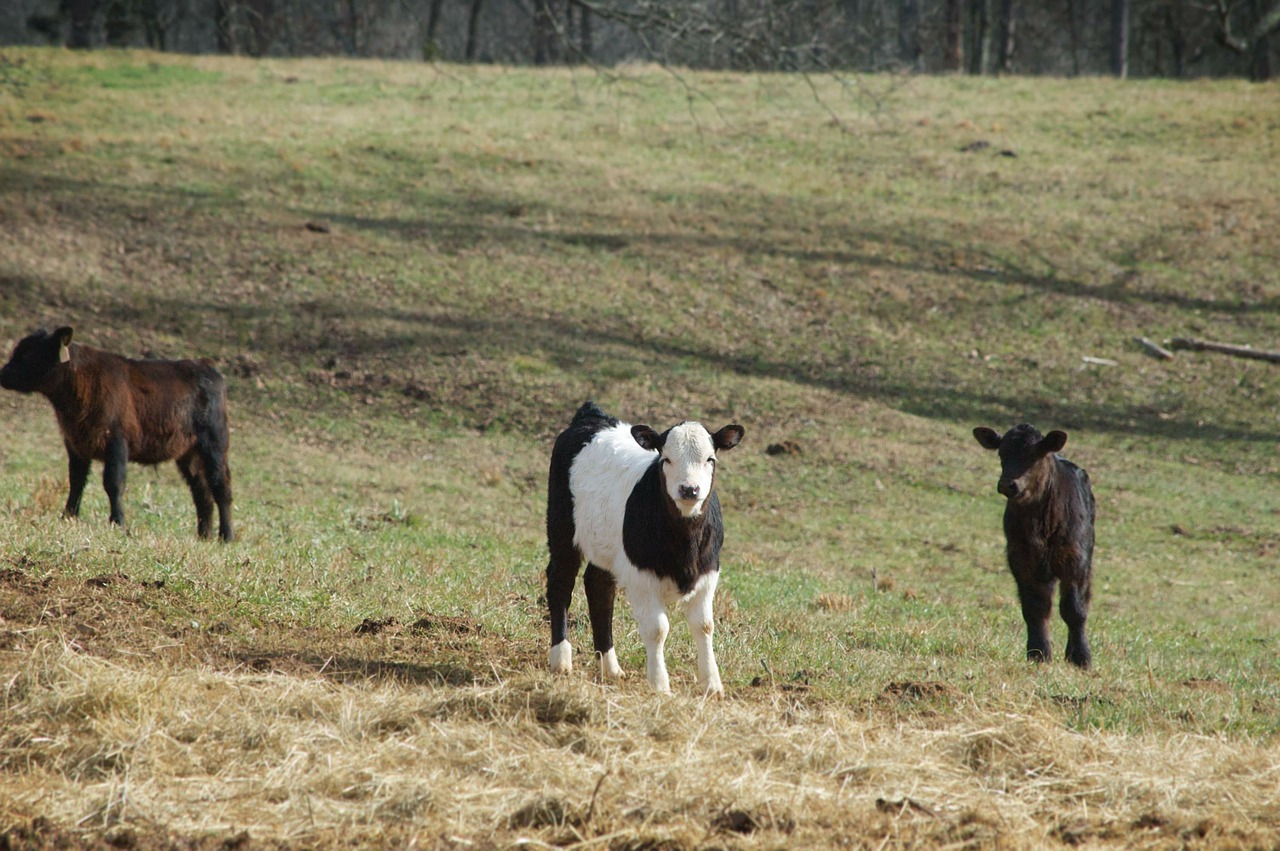 cow calf agriculture free photo