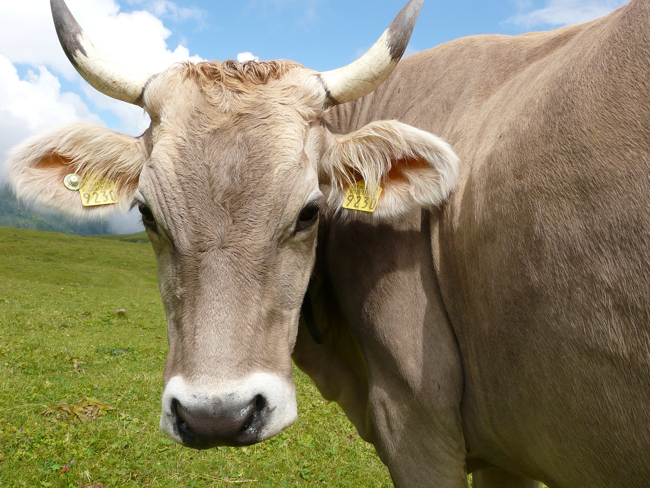 cow pasture animal free photo