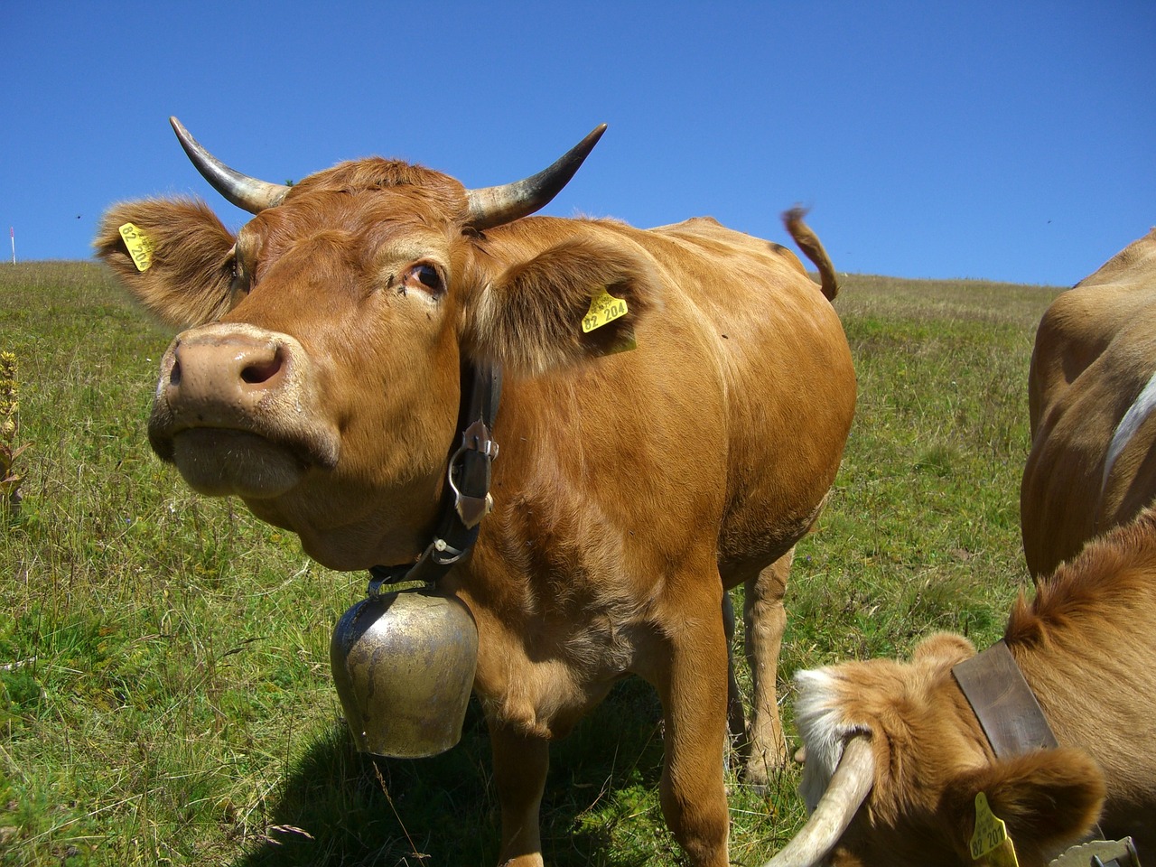 cow cowboy bell free photo