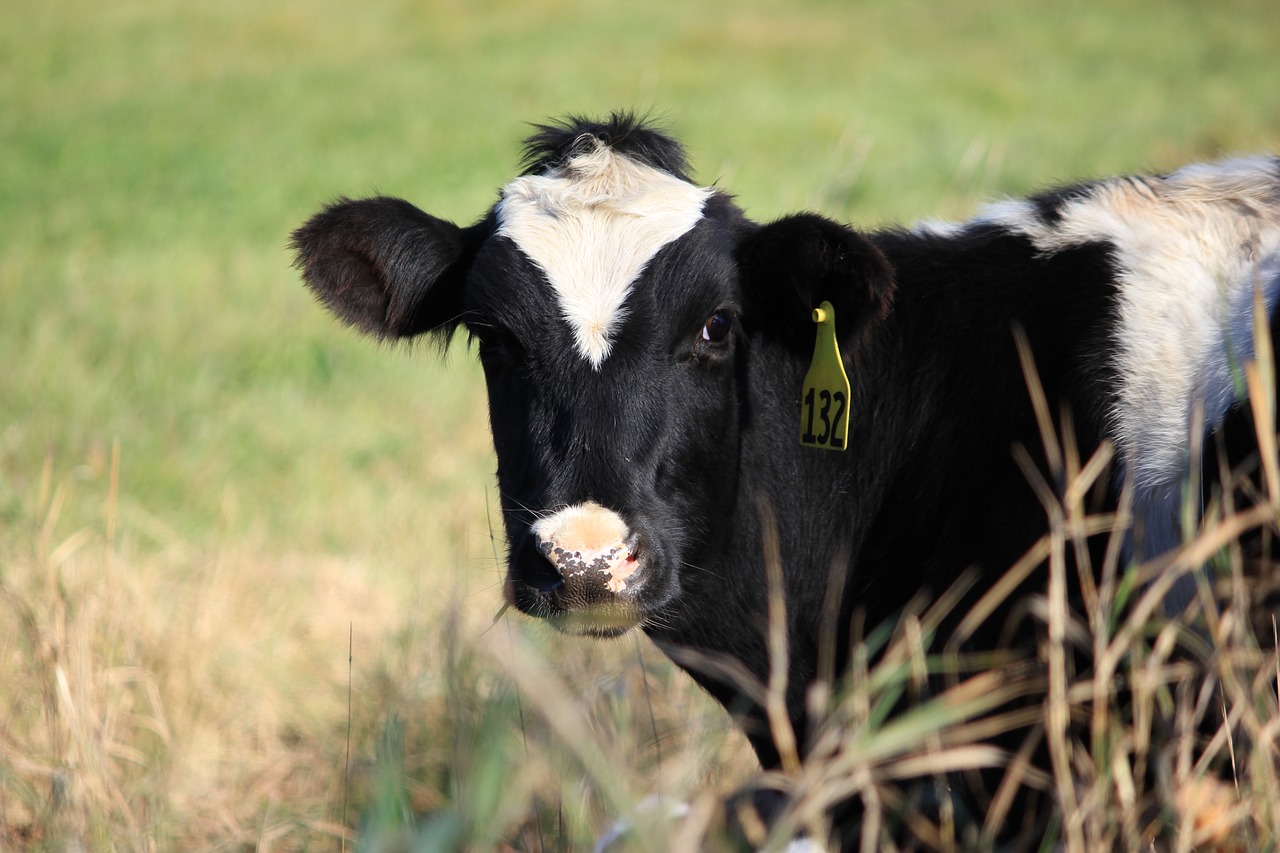 cow farm vermont free photo