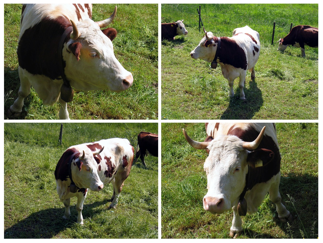 cow ox pasture free photo