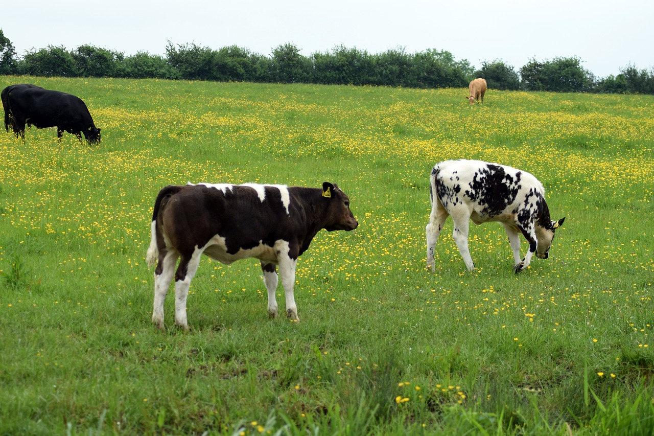 cow farm animal free photo
