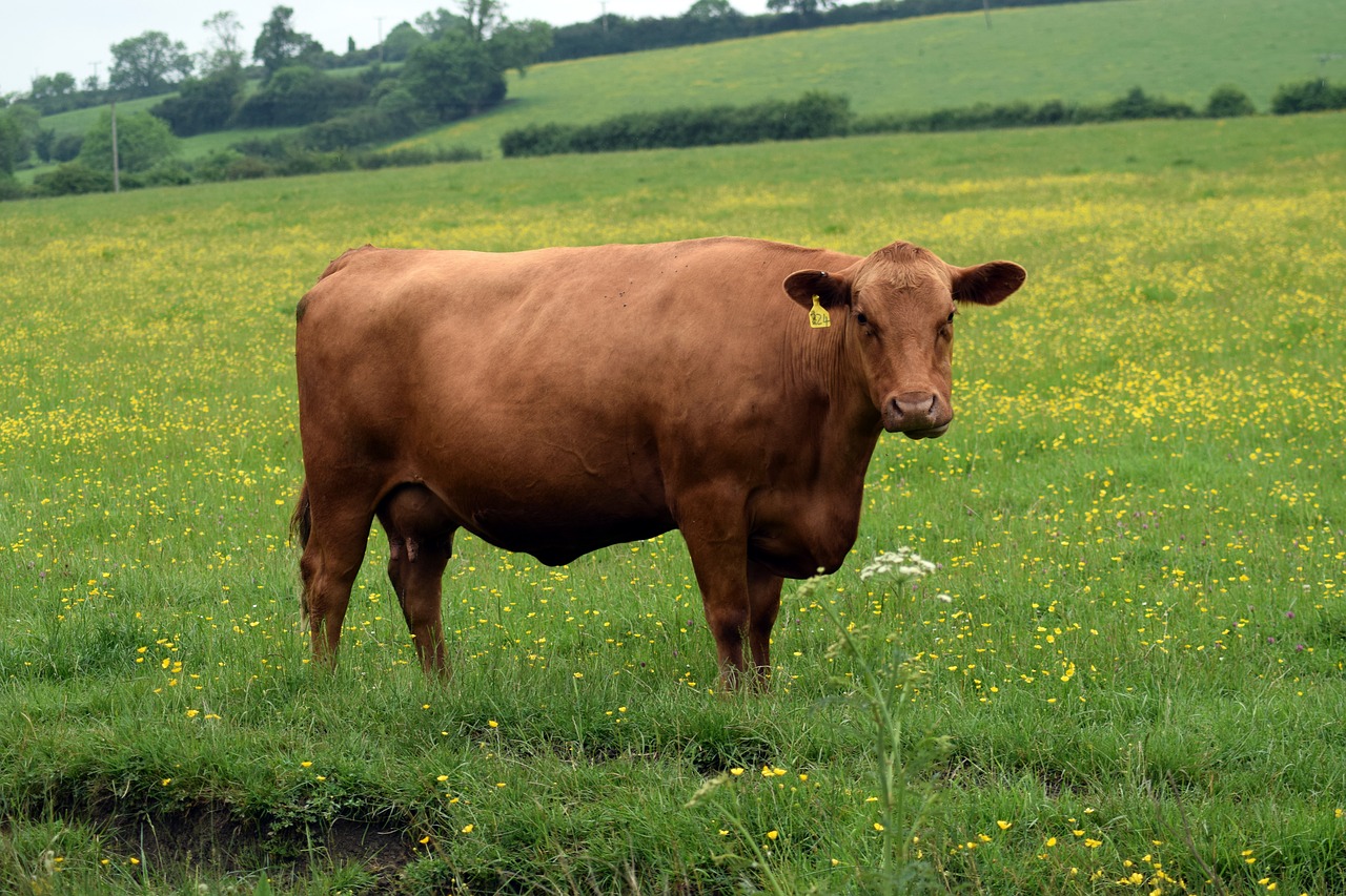 cow herd cattle free photo