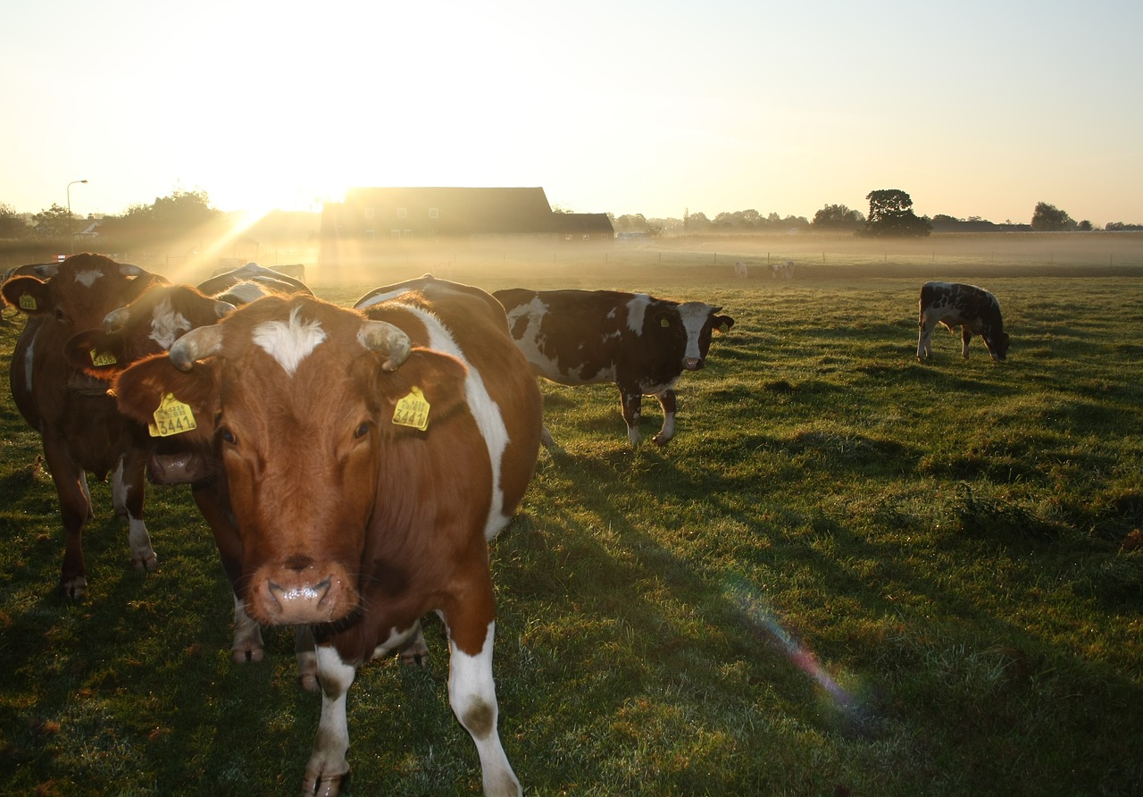 cow morning country life free photo