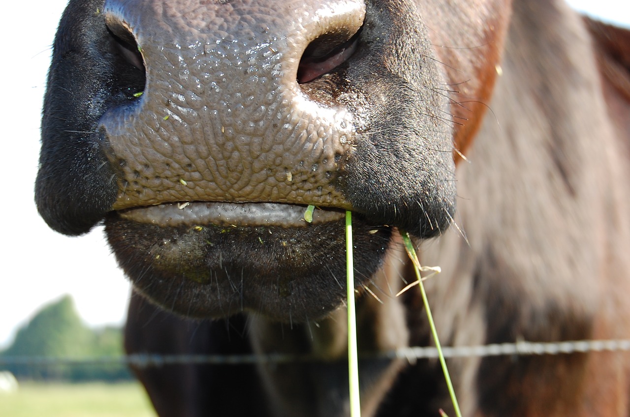 cow pasture ruminant free photo