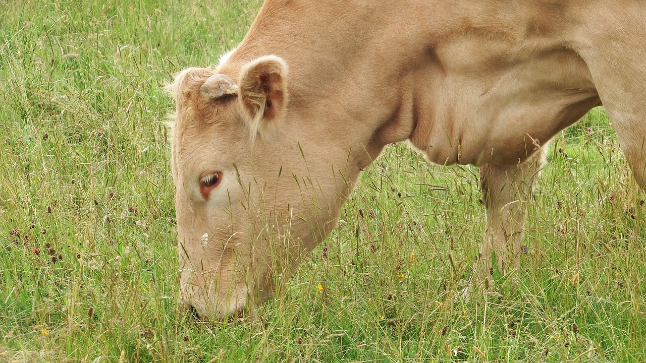 cow bovine milk free photo