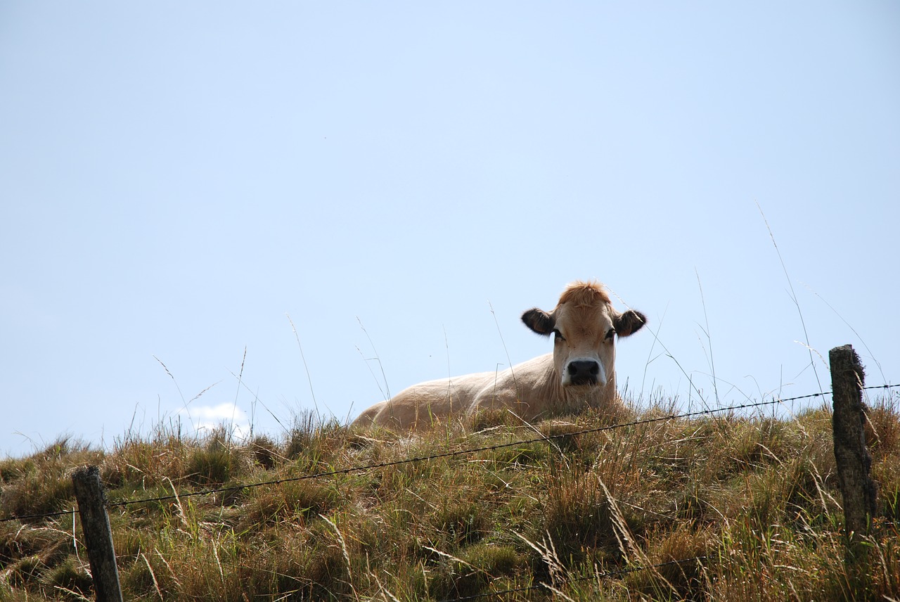 cow aubrac pasture free photo