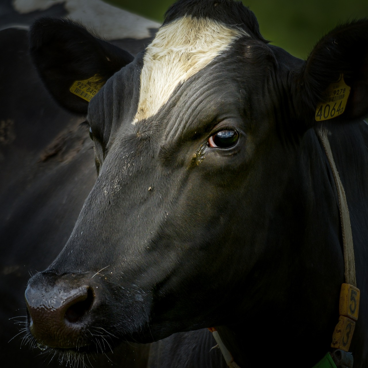 cow ox bovine free photo