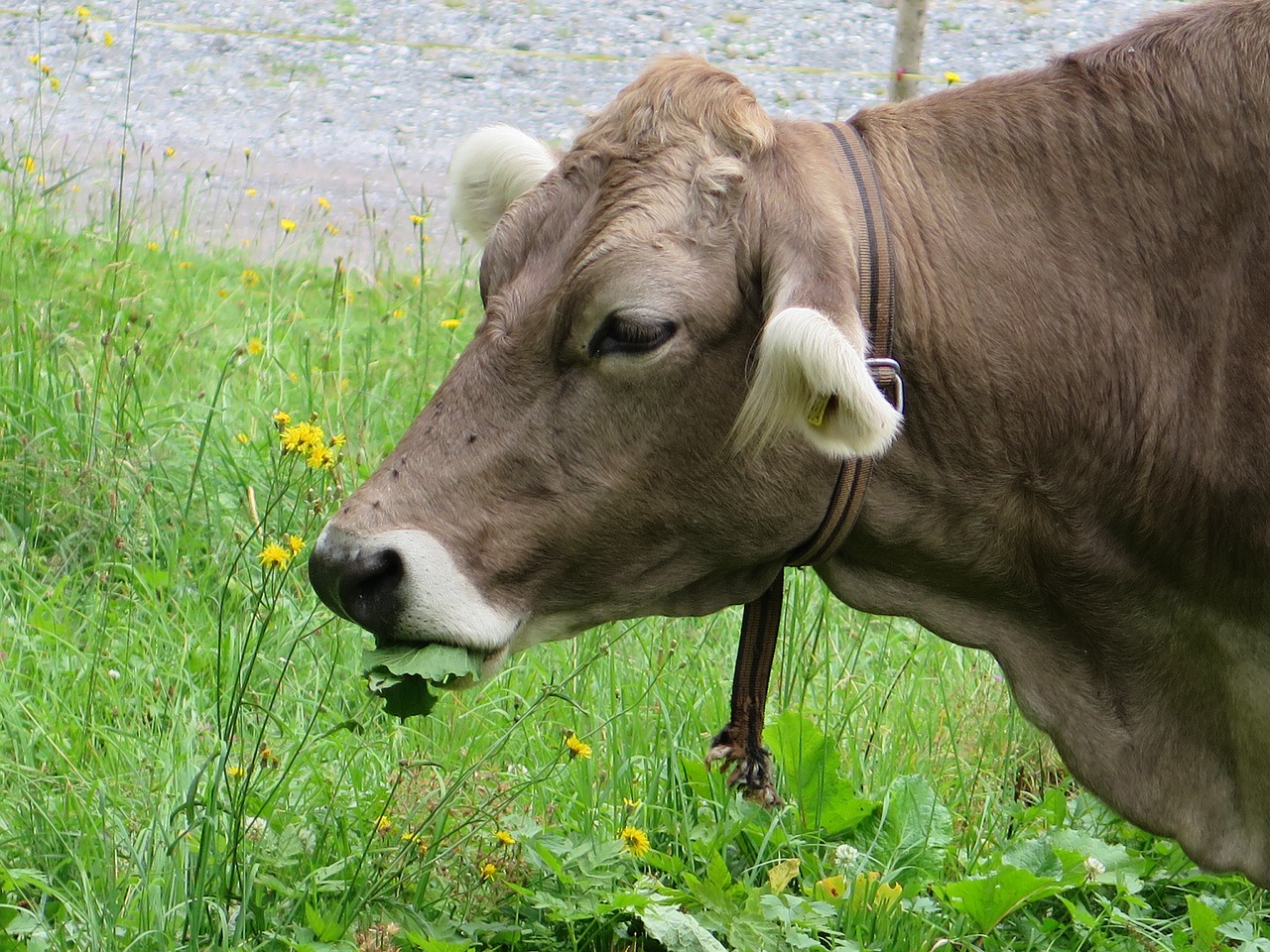 cow cow's head depression free photo