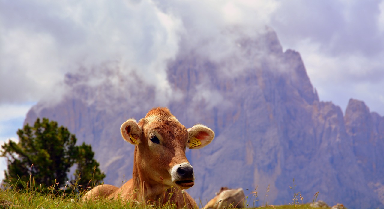 cow dolomites rest free photo